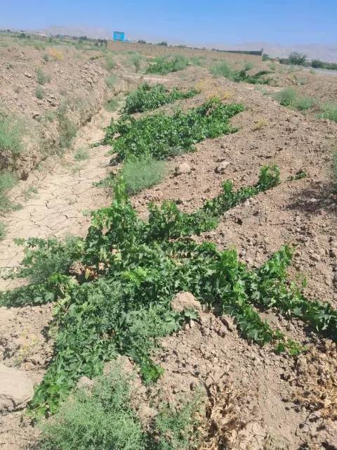 New vineyard for sale, 3000 m², Naudari village, Qaisar, Faryab