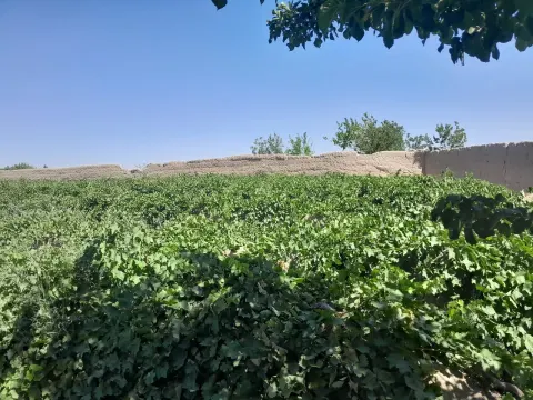 Garden for sale