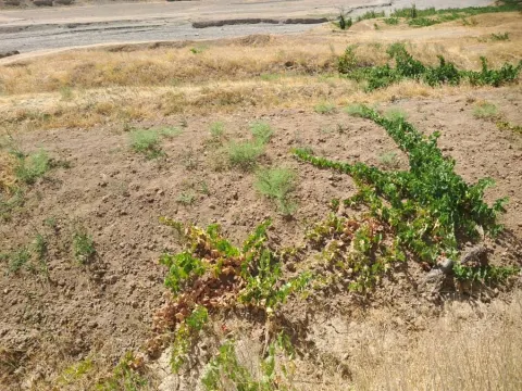 Riverside land for sale, 1000 m², Kohi village, Qaisar, Faryab