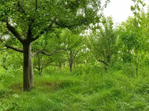 Garden for sale