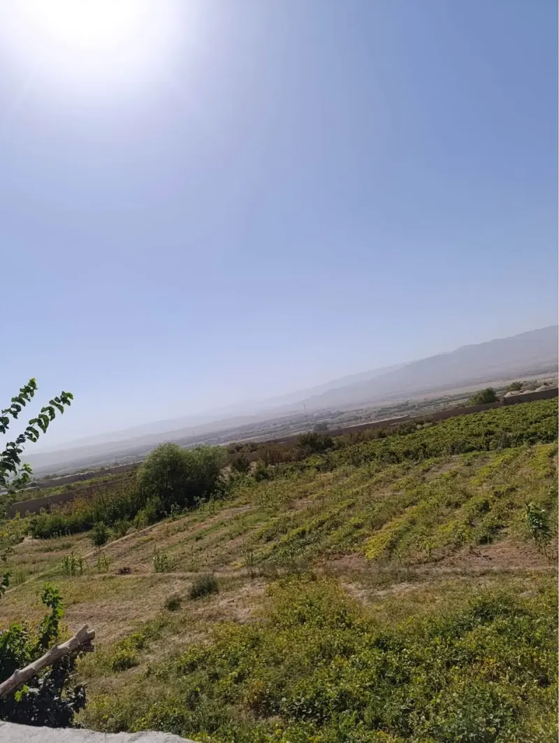 Vineyard and orchard for sale, about 6 jerib, Herat