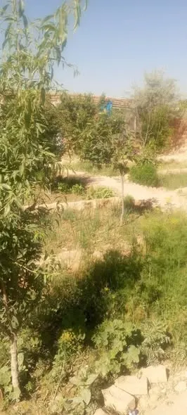Land with fruit trees for sale, 9 biswa, Deh Sabz, Kabul