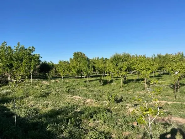 Garden for sale