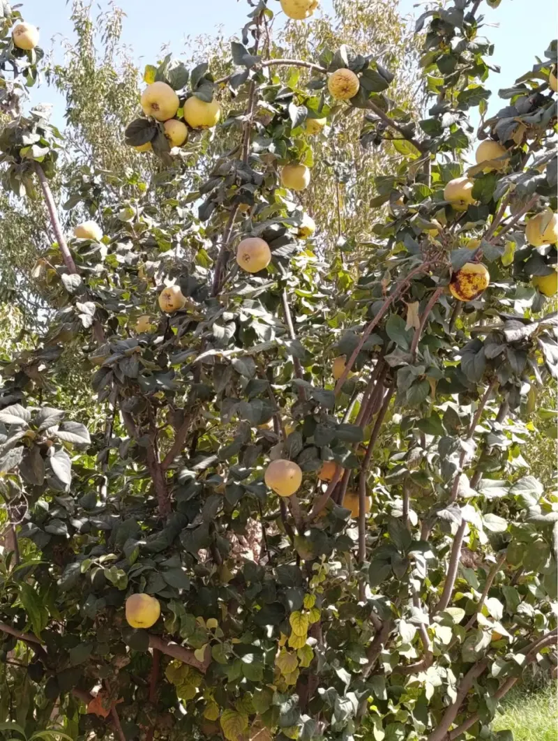 Vineyard and orchard for sale, about 6 jerib, Herat