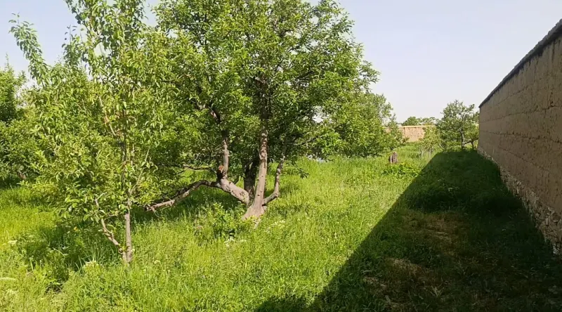 Garden for sell